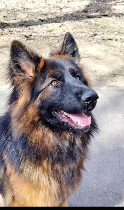 Femelă Ciobanesc German