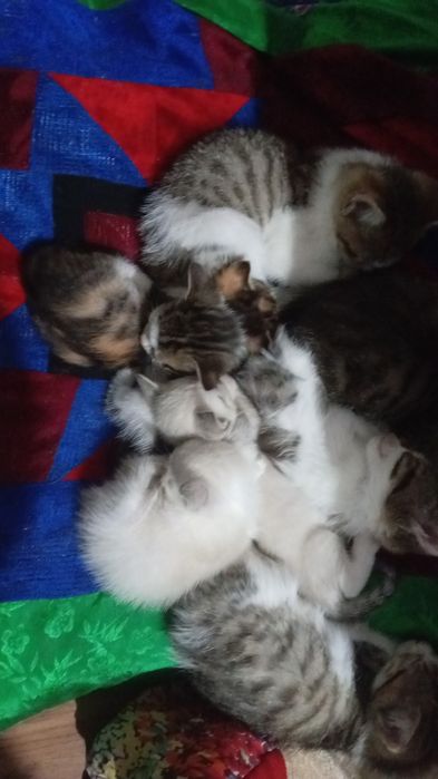 Одам котят в добрые руки.