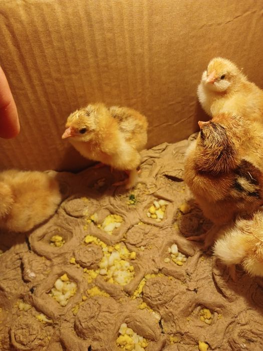 Продам цыплят брама
