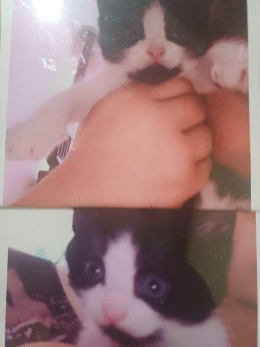 Caut o pisica ca asta de donat