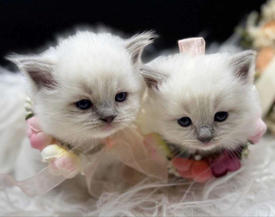 Рэгдолл Regdoll чистокровные!