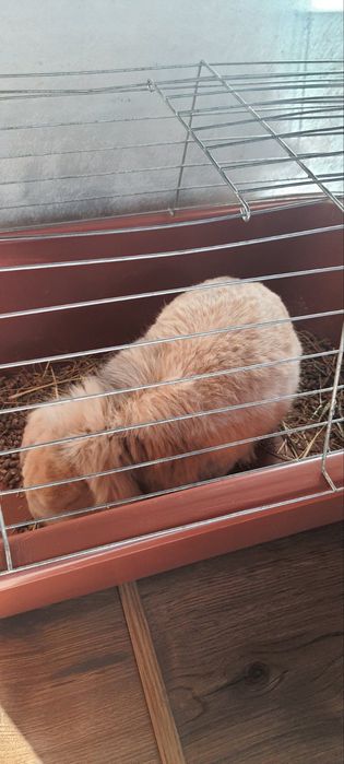 Подарявам зайче!