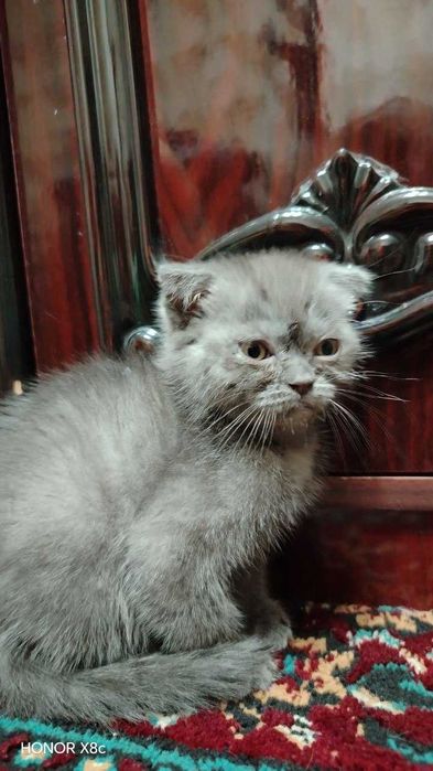 Продаётся Кошки. Мушук болалари сотилади