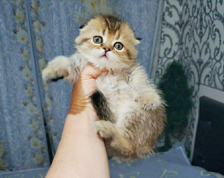Котята шотландские веслоухие