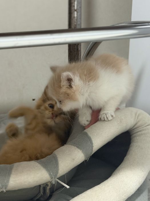 Отдам котят , очень милые
