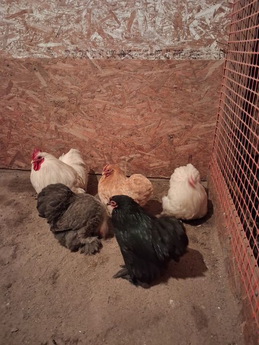 Продам, или обмен!