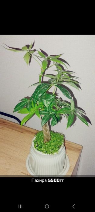 Продам цветы готовые ,пересаженые от
