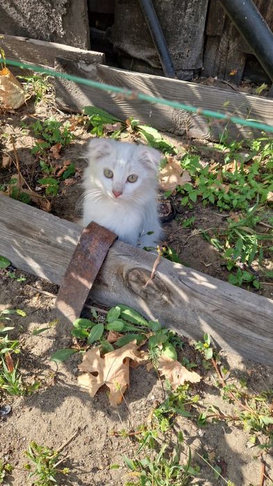 Отдам котят город Семей