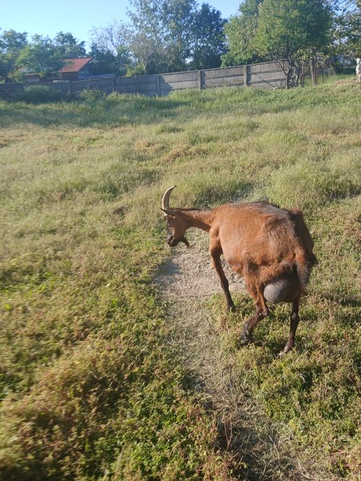 Vand capre alpina franceza