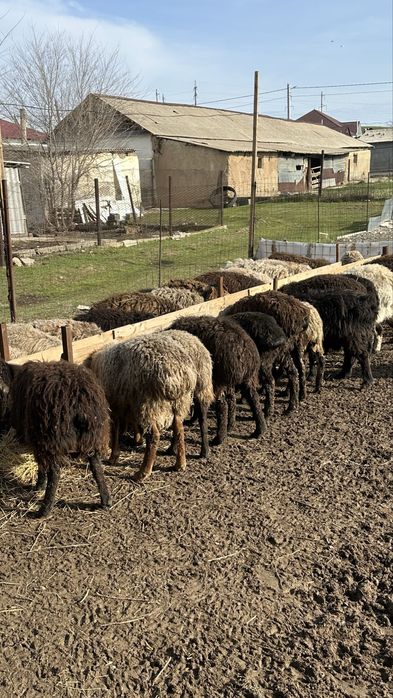 Общий 70 сатылады