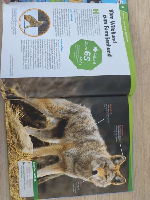 Cartebin germana deapre caini