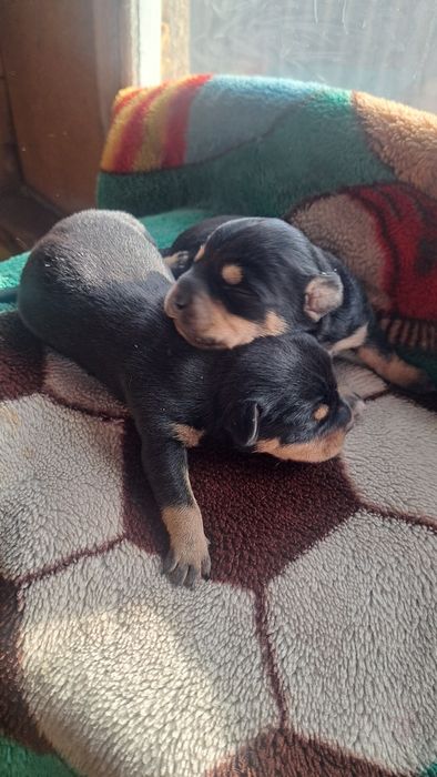 Готовятся к продаже щенки