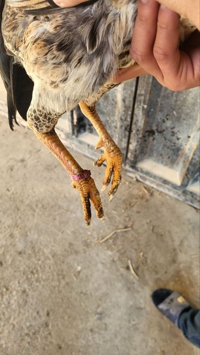 О шамо товук 3 йиллик