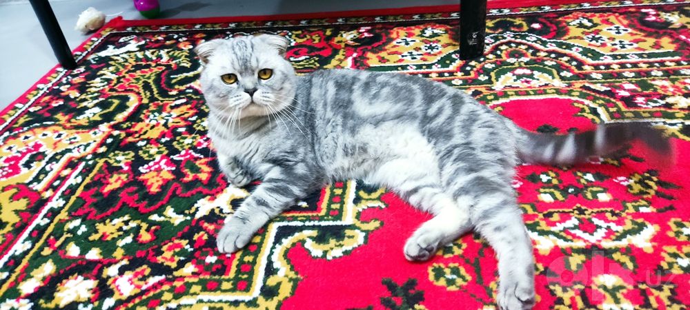 На вязку котик. Qo'shtirishga qiz mushu b/n Сотилмиди!