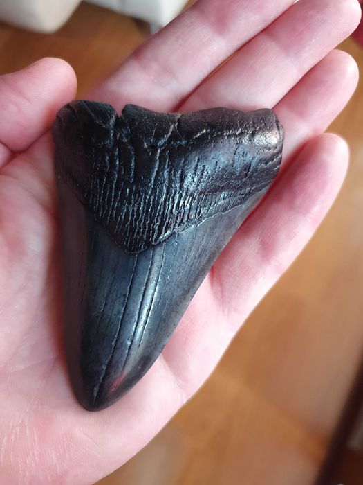 Fosila rara de Megalodon cu vitrina muzeu de prezentare