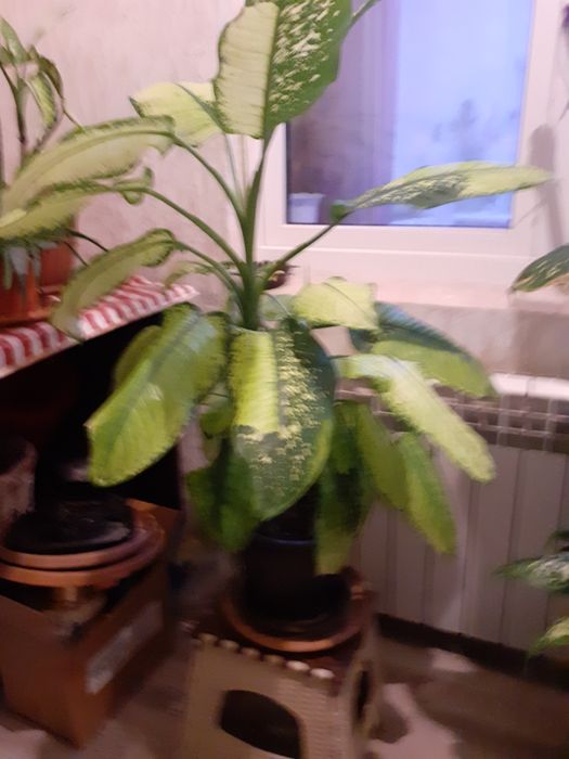 Комнатные  цветы