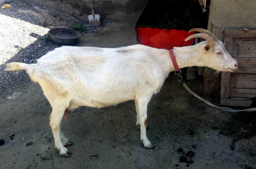 Тозза занен ечки