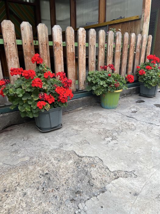 Продам цветок ГЕРАНЬ  королевская.