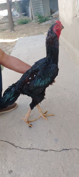 Dakan xoroz makiyan par