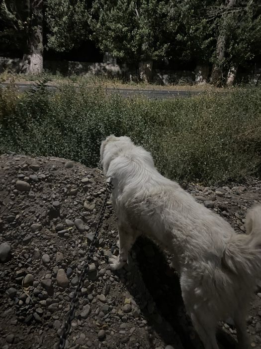 ит сатылады төбет