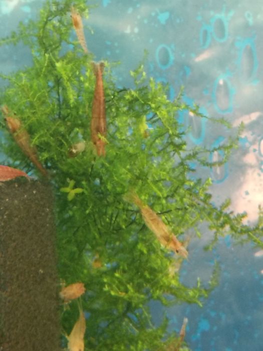 Мох яванский в аквариум