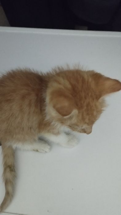 Рыжий котенок бесплатно