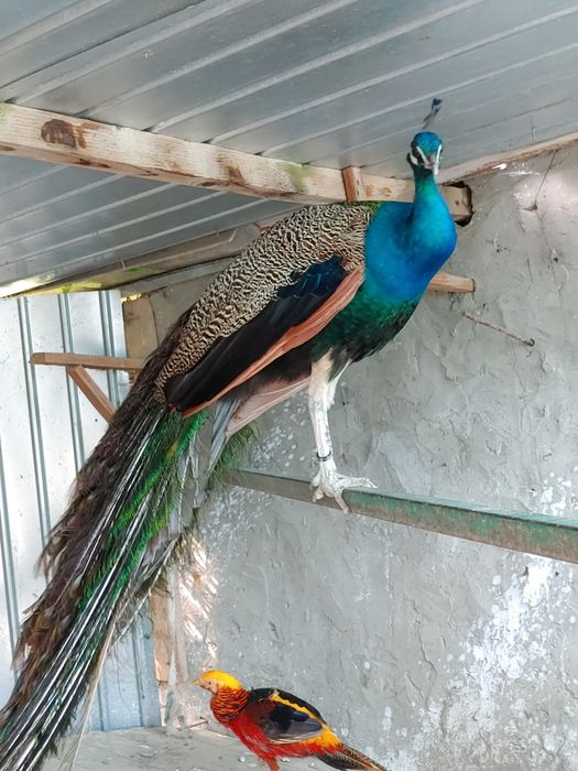 Păun frumos multicolor