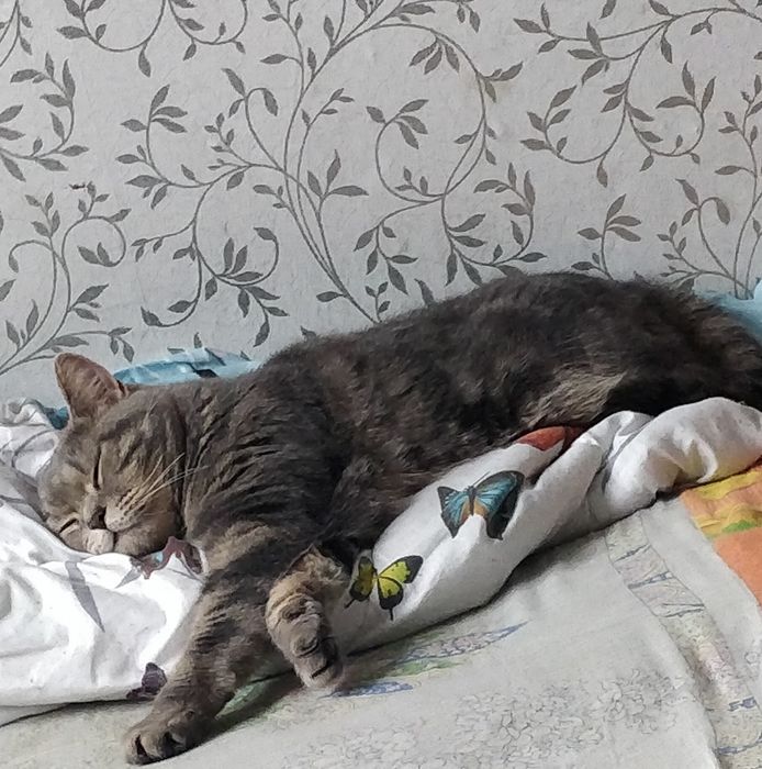 Отдам кошечку в добрые руки.