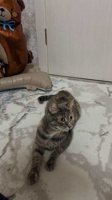 Отдам кошек в добрые руки