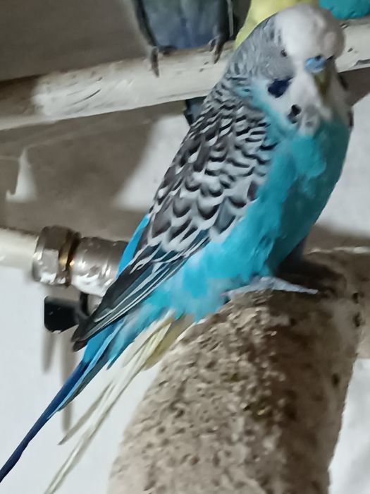 Самец ВВП Чех, возраст семь месяцев