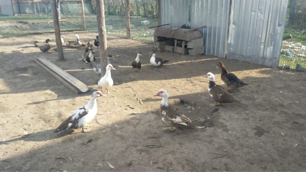 Продам утки срочно