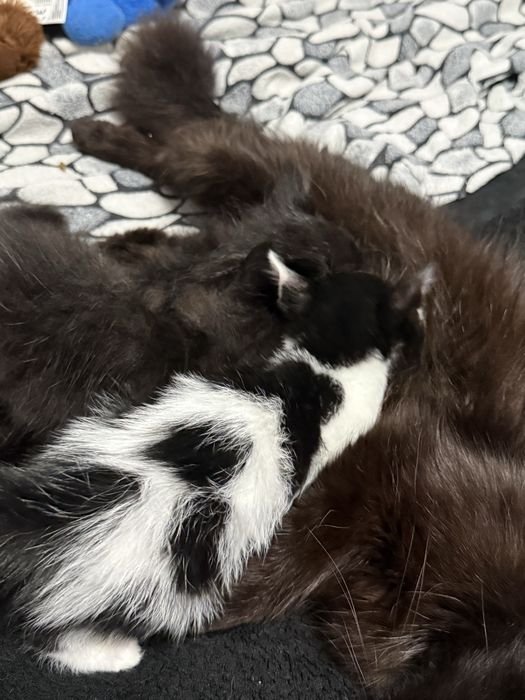 Малки котета си търсят дом