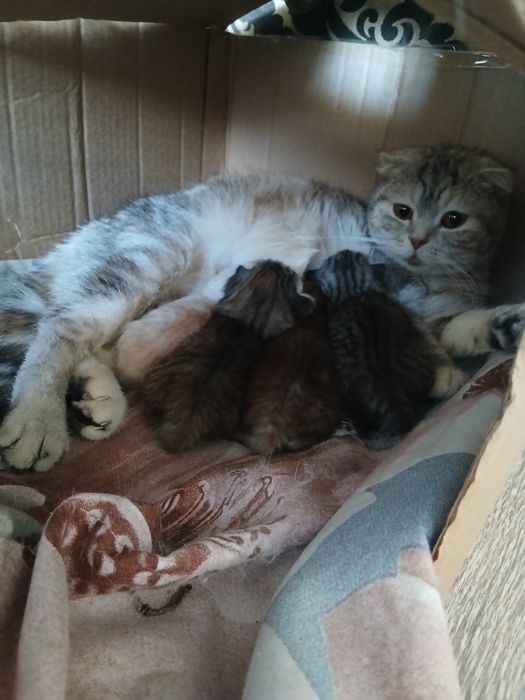 Шотландские котята