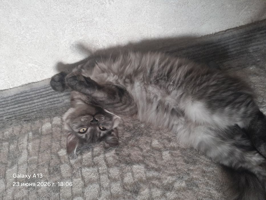 Отдам котенка,девочка,5 месяцев