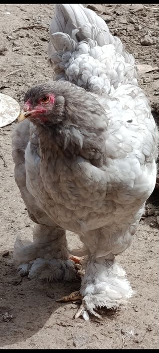 Продаются яйца курей породы  брама