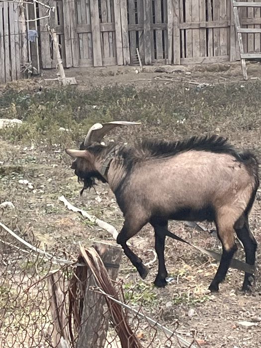 Теке альпински парода