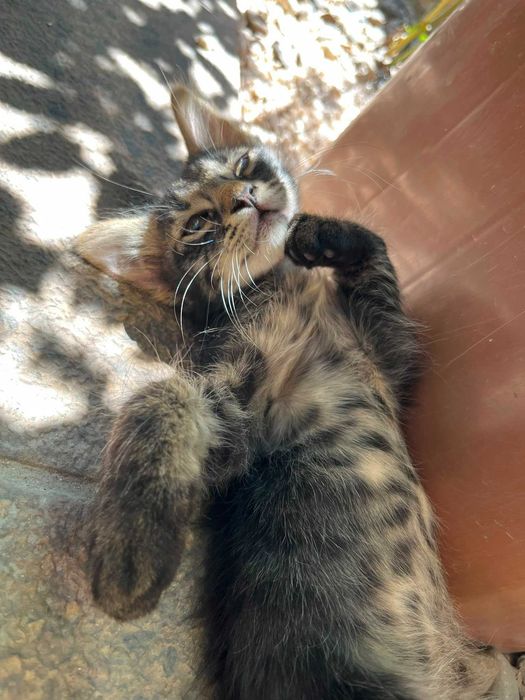Ofer spre adoptie, gratuit, 4 pui de pisica , rasa comuna, vaccinati , deparazitati , in varsta de 2 luni