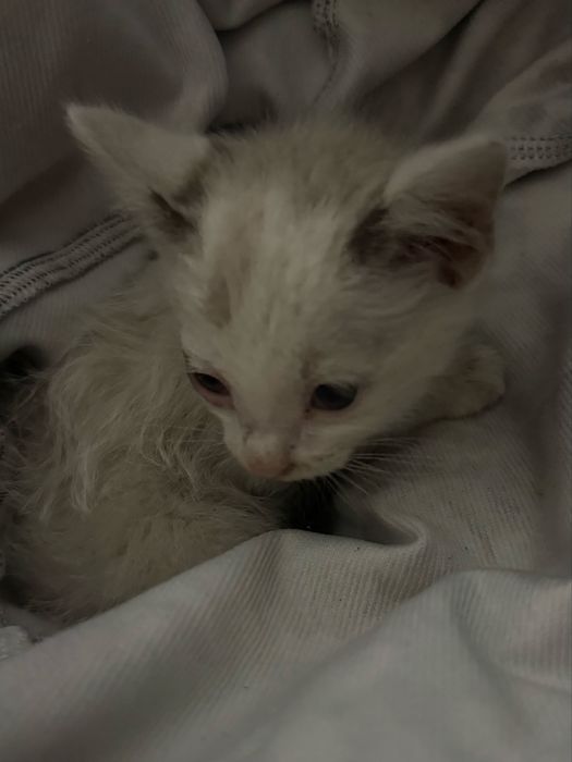 Отдадим котенка бесплатно
