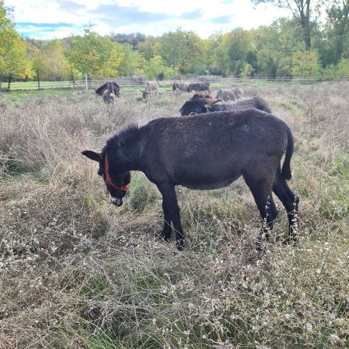 Vand magarite si magari