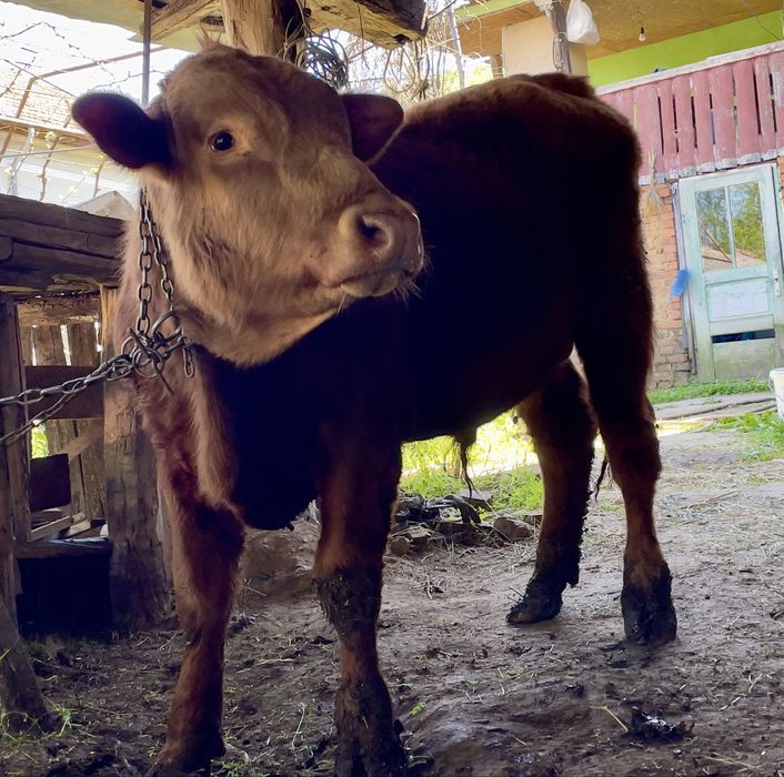 Taur rasa Angus cu Băltată Românească