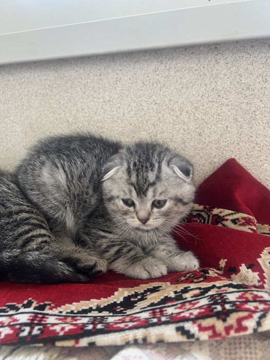 Шотландцы вислоухие котята