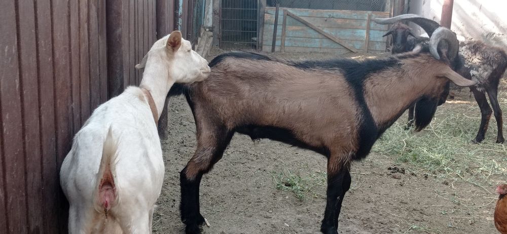 Занен пародалы ешкилер  сатылады