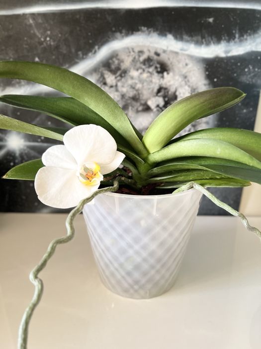 Орхидея Карлик Нос