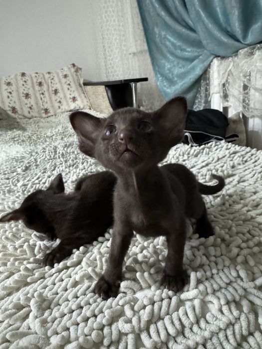 Продам ориентальных котят