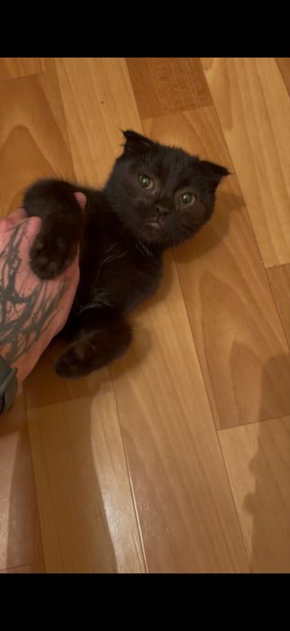 Вислоухий котенок, девочка