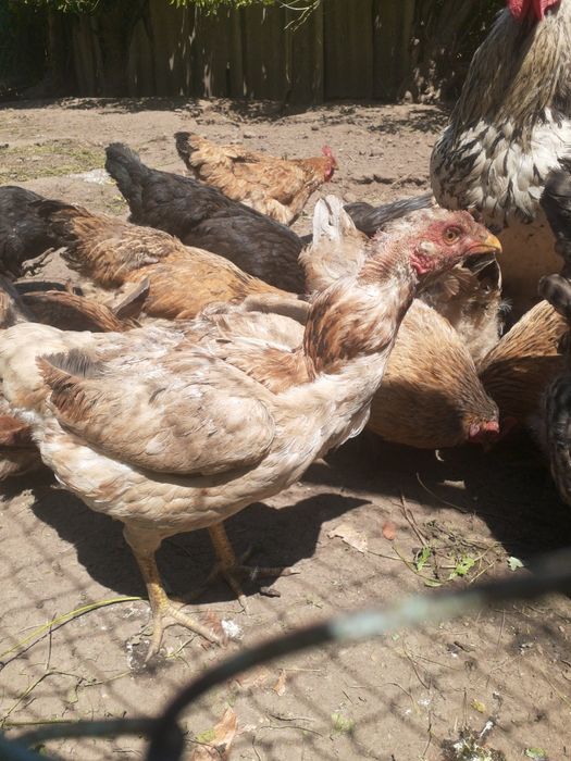 Продам курей домашние