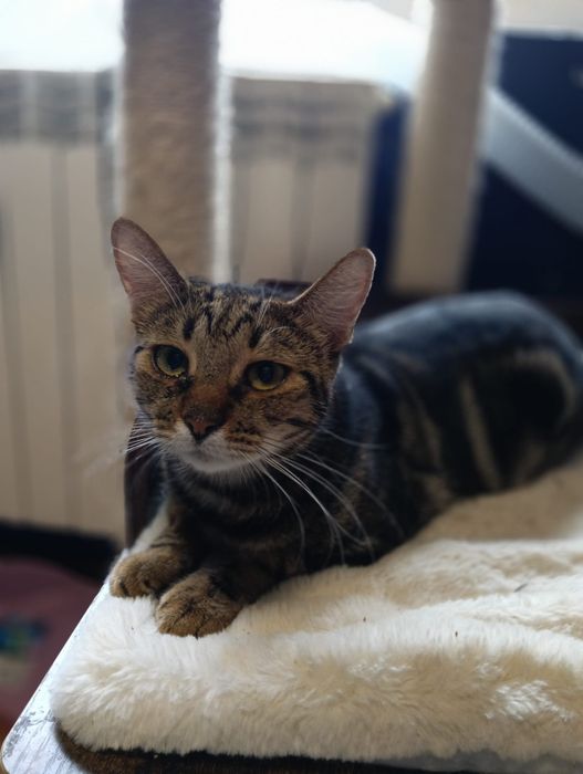 Donez pisică metis bengaleză