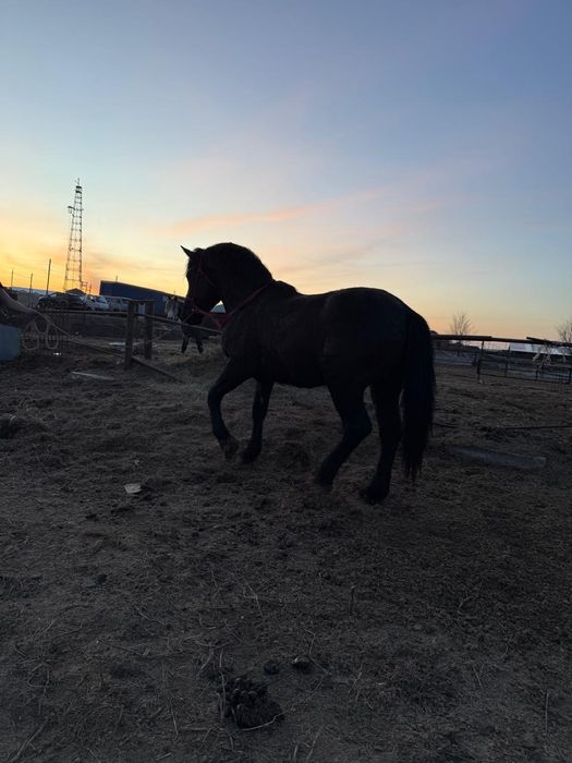 Вороной жеребец  возраст три года