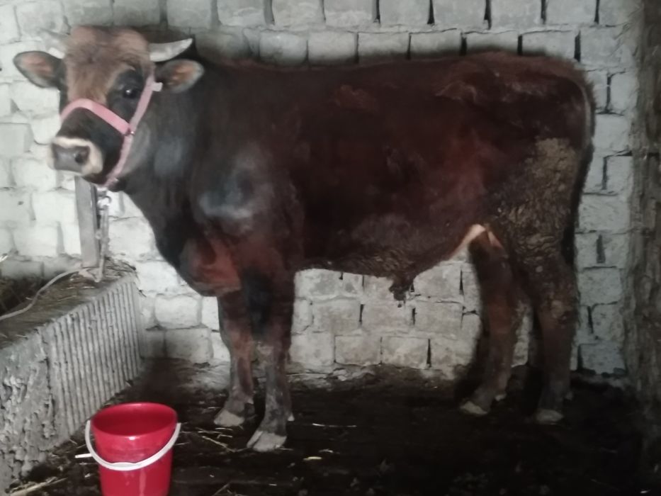 kafolat berilmaydi isiq jonu odamga garyanta yu