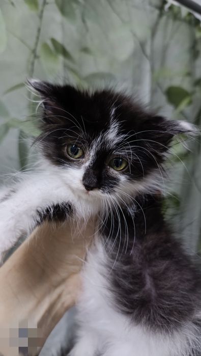 В хорошие руки отдам